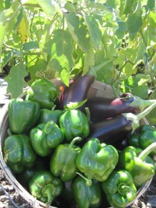 Bushel of green bell peppers